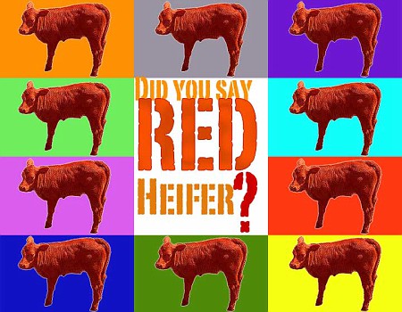 say red heifer
