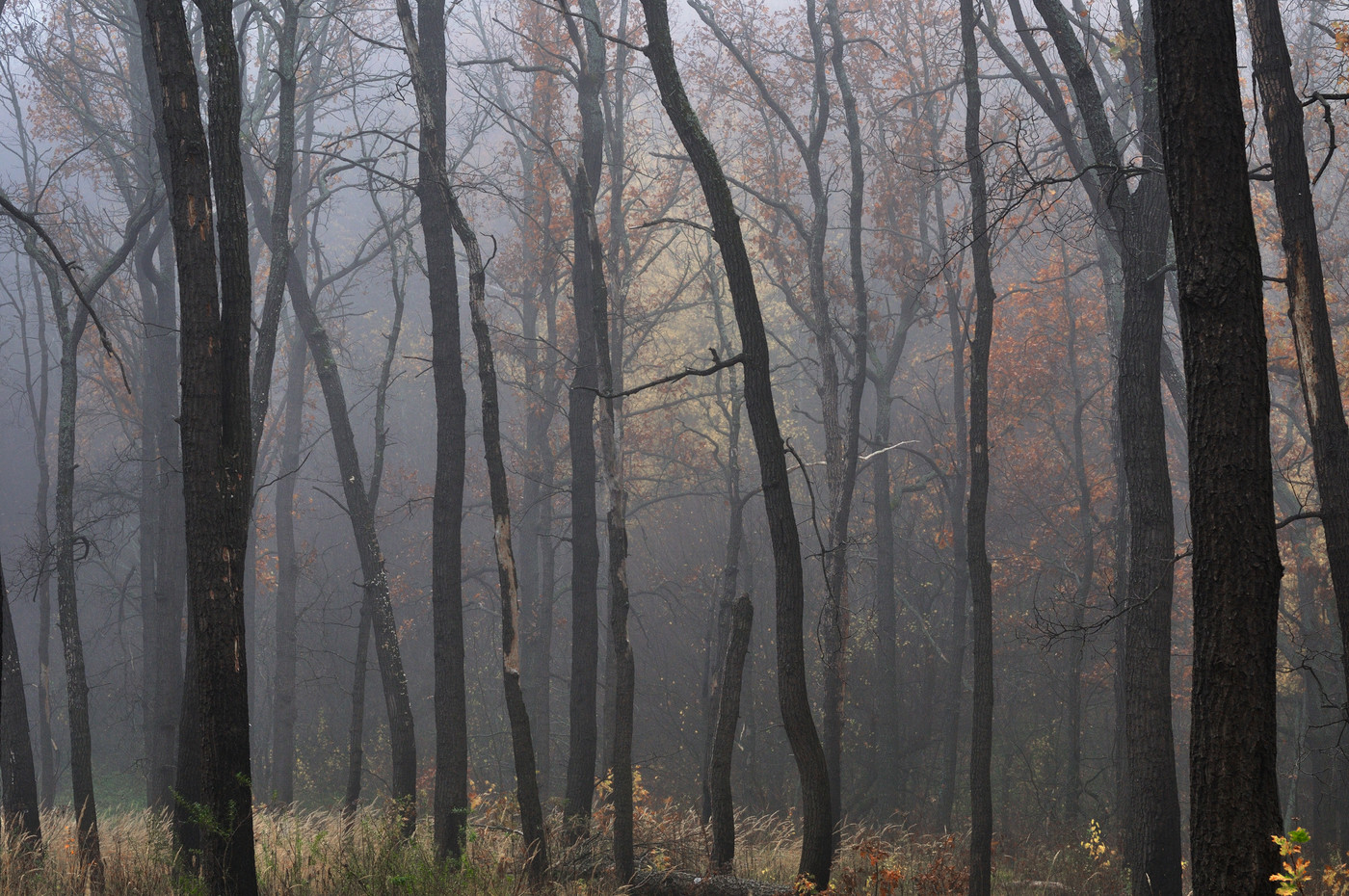 Роща леса в тумане