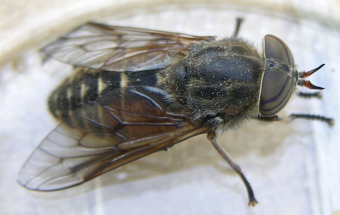 Слепень бычий Tabanus bovinus укус